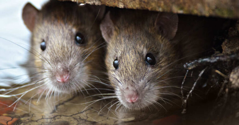Schiff and Ted Lieu Think Rats Are Most Important