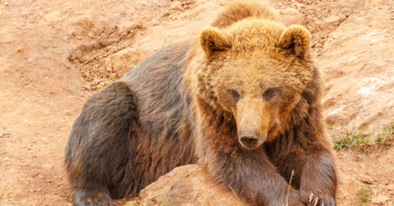 Spanish Villages Under Siege from ‘Endangered’ Bears