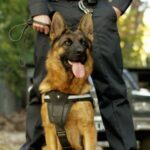 VAKS-Stock Agency / shutterstock.com