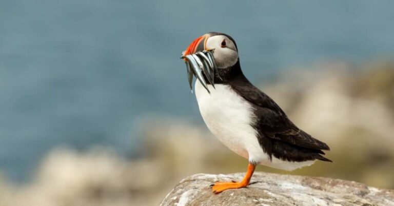 Fishing for Trouble: UK and EU’s Post-Brexit Tussle Over Tiny Fish Sparks Legal Showdown
